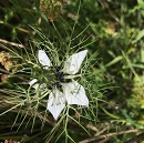 nigella sativa