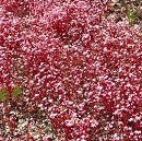 sedum caeruleum